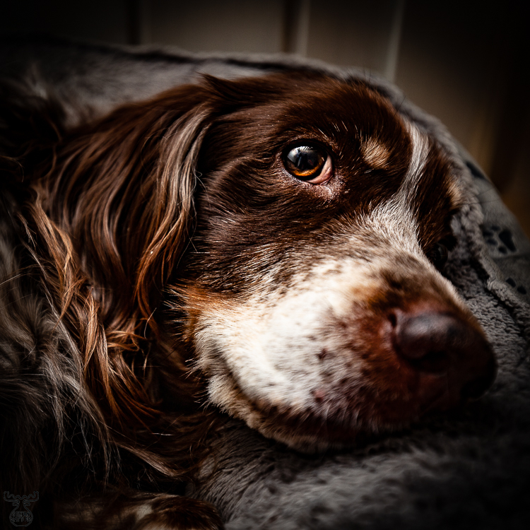 10020 - In Memory of Lola - -