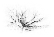  10298 - Tree Tentacles - - 