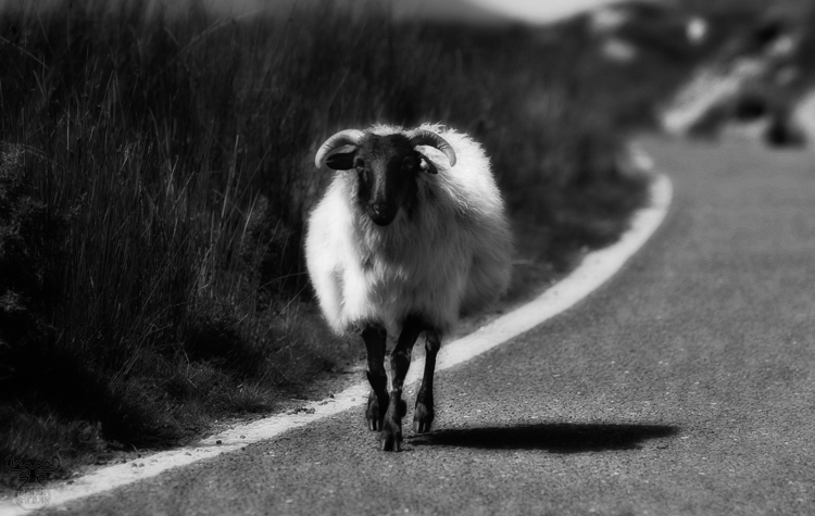 1035 - Right Hand Traffic - Rechtsverkehr