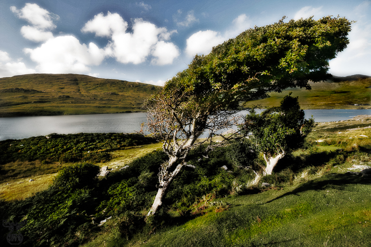 1041 - Wind Crooked - Gebeugt