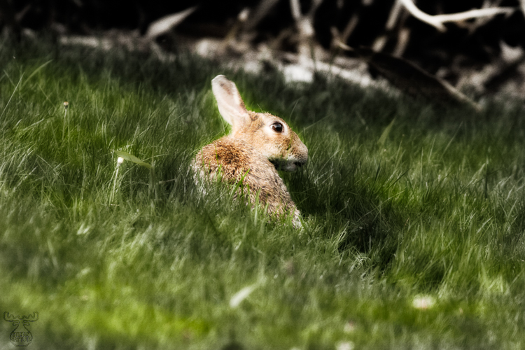 1135 - What else ? - -