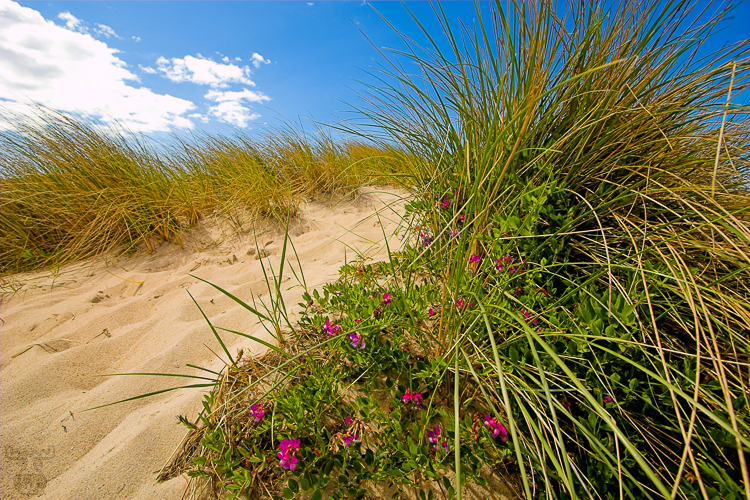 1226 - Beachgrass dune - Strandhafer Düne