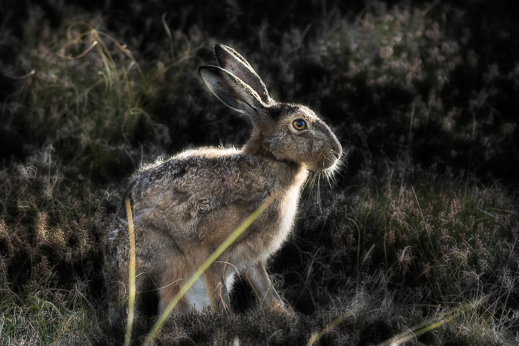 1579 - Hare - Hase