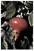  1584 - Rosehip - - 