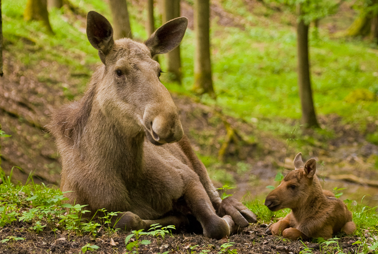 A mooses circle of life