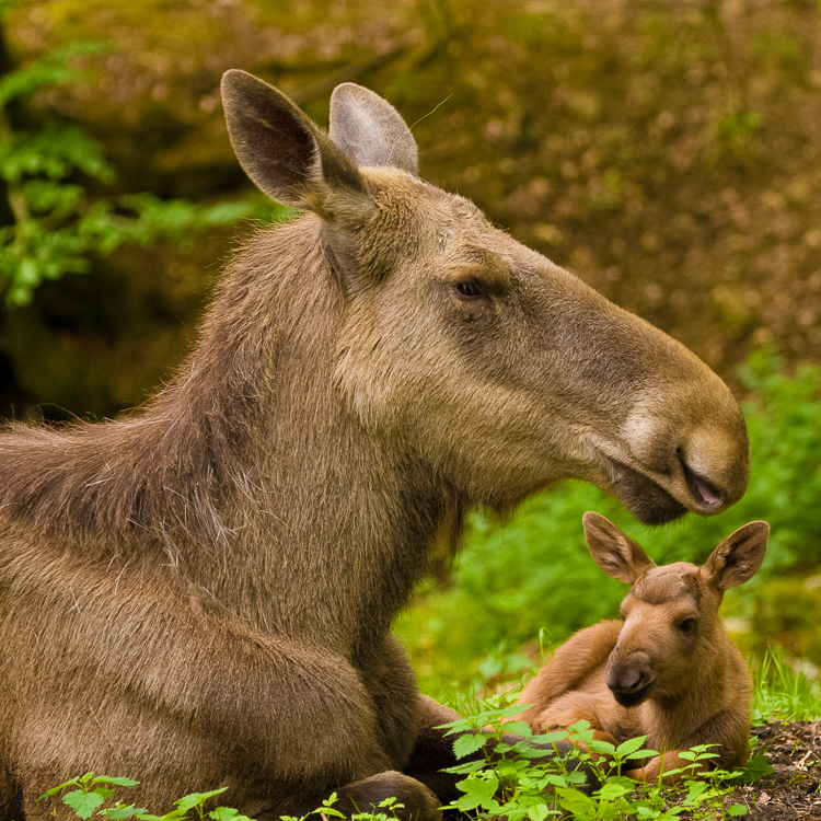 Endorsement, Erg�nzung