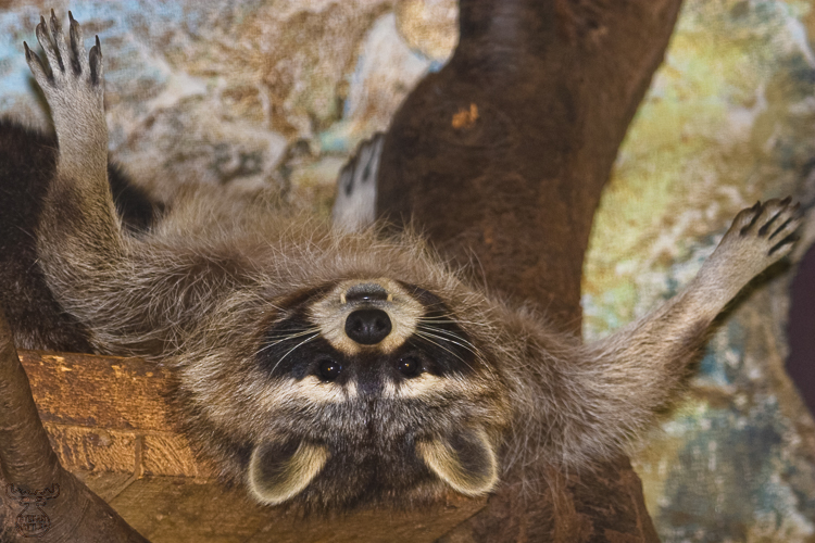 I surrender ! Ich ergebe mich !