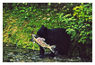  232 - Blackbear with Salmon - Schwarzbär mit Lachs 