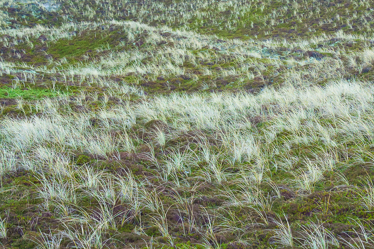 2478 - Winter grass - -