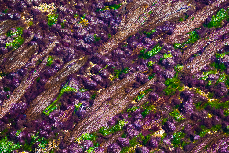 Combed - Gek&auml;mmt