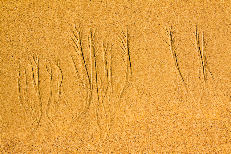 Sand Trees - Sandbume