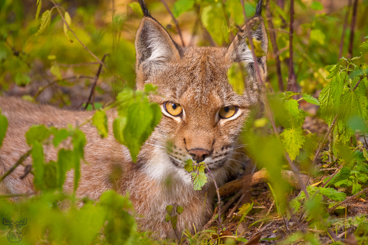 Durchblick - 20/20 vision