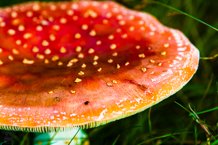 3487 - Fly Agaric Saucer - -