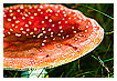  3487 - Fly Agaric Saucer - - 