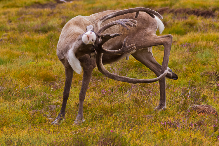 3490 - Ballet - Ballett