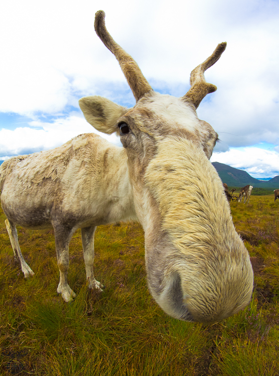 3497 - Commemoration - -