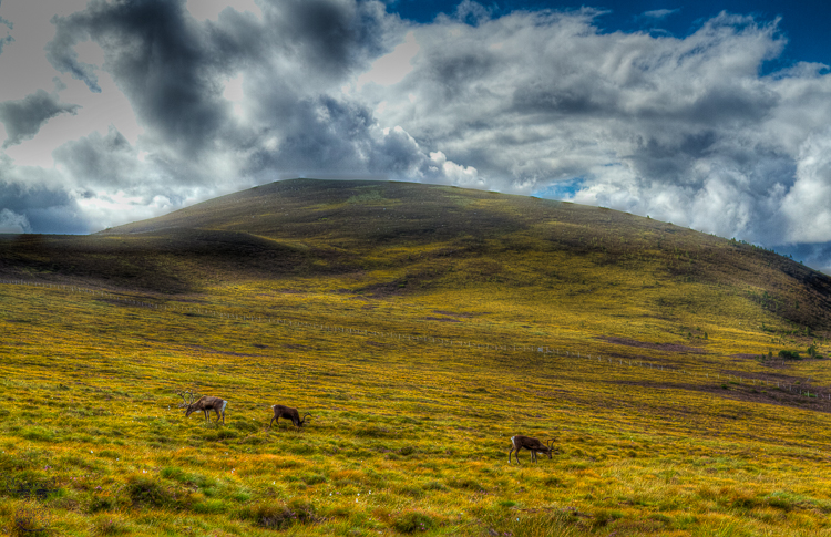 3503 - Cairngorm mountains' Reindeer - -
