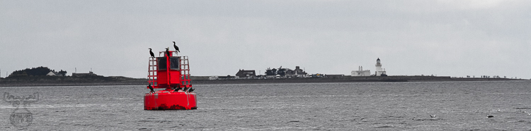 3525 - No dolphins - -