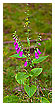  3698 - Foxglove - - 