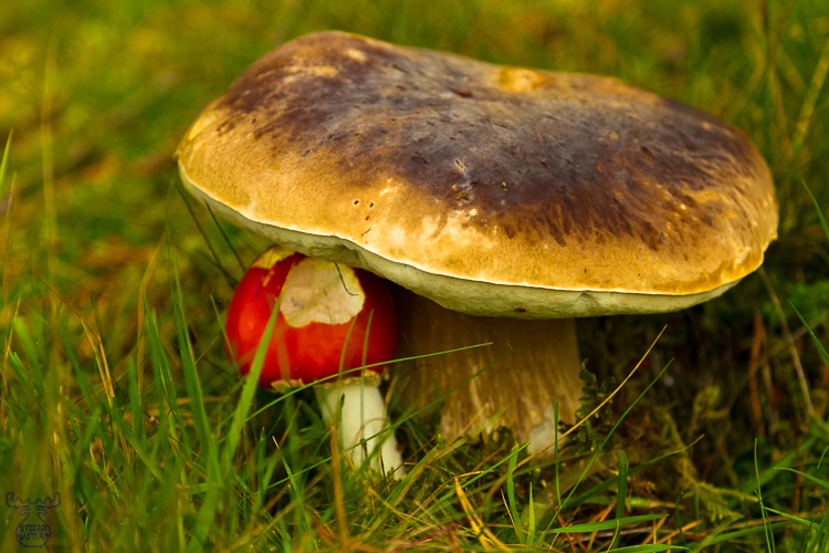 3701 - Hide-and-Seek - Versteckspiel