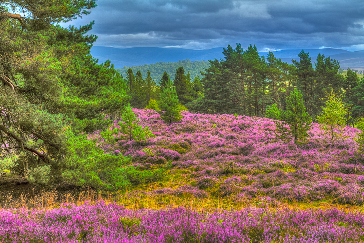 3703 - Scottish Heather - -