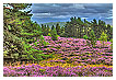  3703 - Scottish Heather - - 