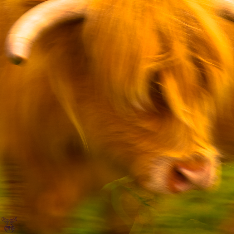 3707 - Bò Ghàidhealach - -