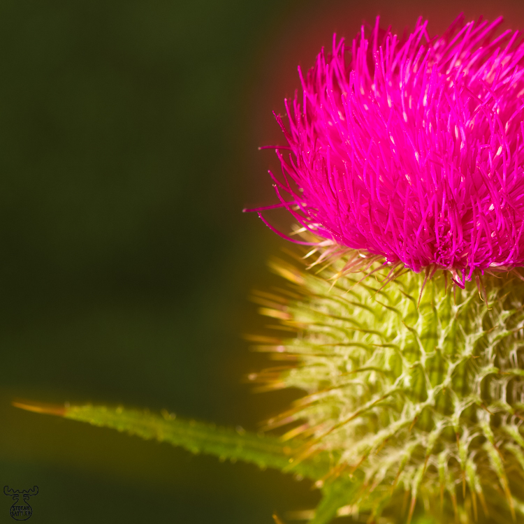 3716 - The Thistle o' Scotland - -