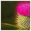  3716 - The Thistle o' Scotland - - 