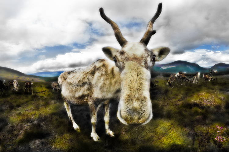 3727 - Nosy Glacier - -