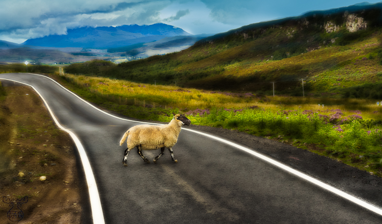 3732 - Single Track Sheep - -