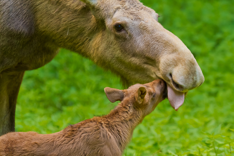 Mother's Day - Muttertag