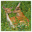  3858 - Deer Friend - - 