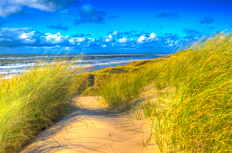 4025 - Late summer North Sea dunes - -