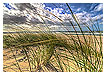  4039 - Beachgrass Left - Strandhafer Links 