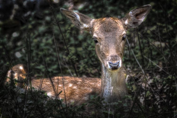 Fallow Deer Beast Art