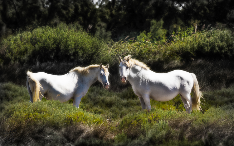 Camargue Duality