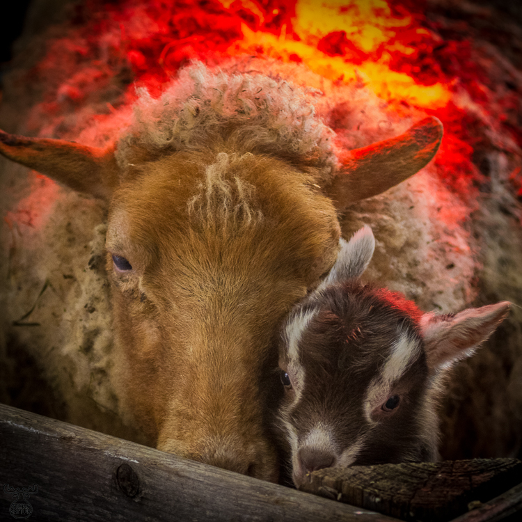 A Special Companionship - Eine besondere Gemeinschaft