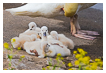  6494 - Swan Family - - 