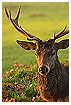  807 - Red Deer Portrait - Rothirsch Porträt 