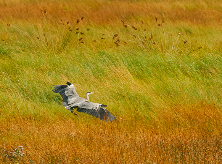 835 - Hovering - Schwebend