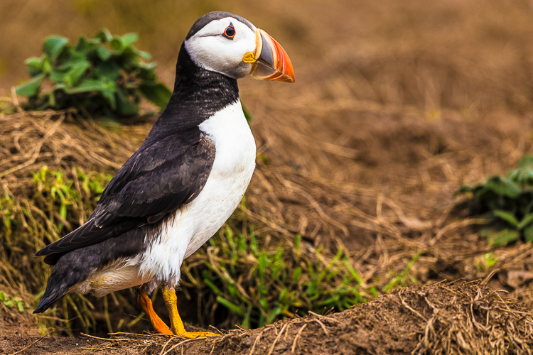 The First Puffin - Der Erste Papageitaucher