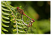  836 - Dragonflies in Love - - 