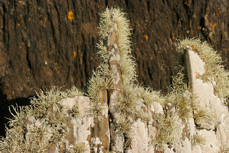840 - Lichen - Flechten
