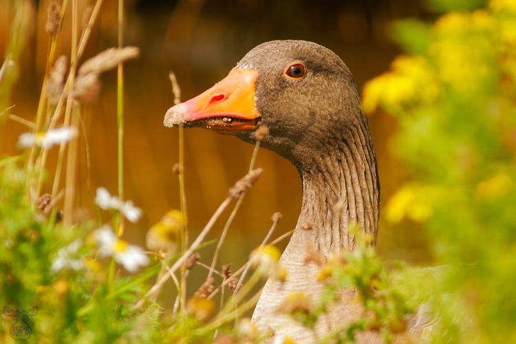 880 - Curious looking thorugh - Neugieriger Durchblick