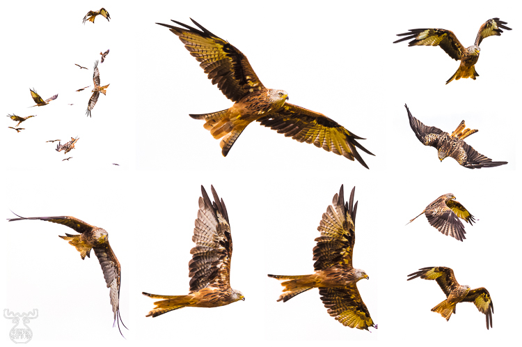 Redkite Study
