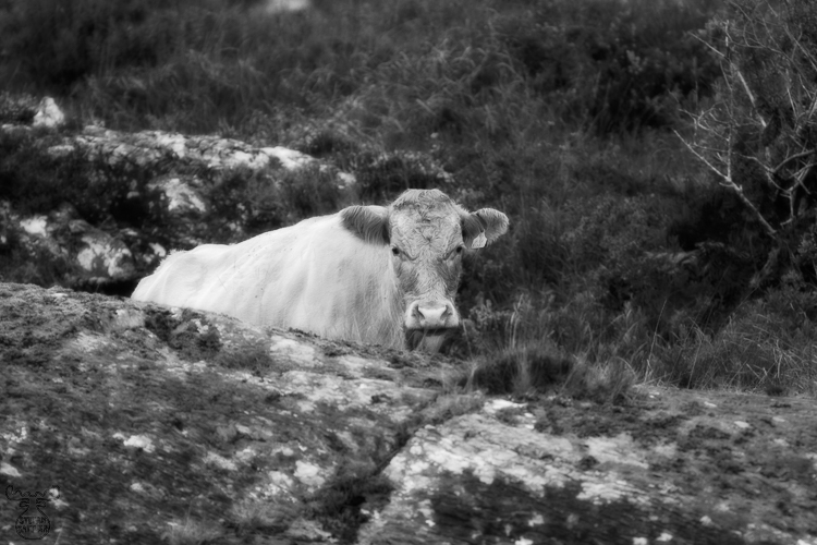 909 - Defilade - Deckung