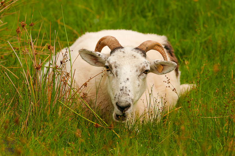 929 - Sheep relexation time - -