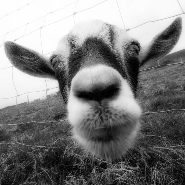 948 - Curious - Neugierig