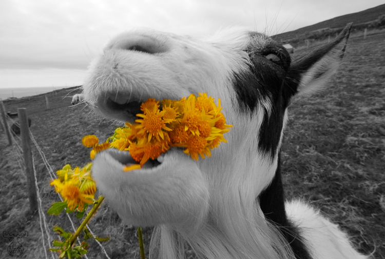 950 - Greedy Pig - Fresssack